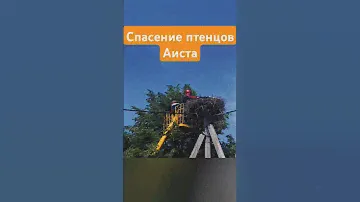 спасение птенцов белого Аиста