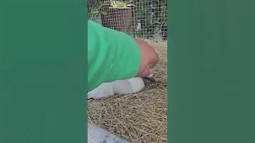 Малыш привыкает к новым реалиям #брестскийаист  #stork #birds #брест #animals #аист #животные